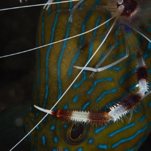 The boxer shrimp feels comfortable as a rider on the grou... by Dmitry Starostenkov 
